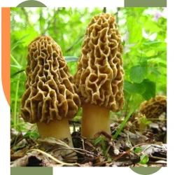 Dried Morel Mushroom
