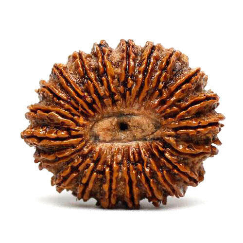 Brown 21 Mukhi Rudraksha