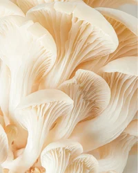 A Grade Oyster Mushroom