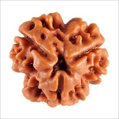 3 Mukhi Rudraksha