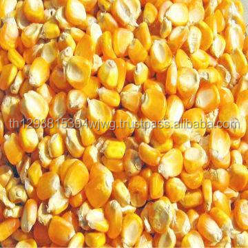 Yellow Corn Animal Feed