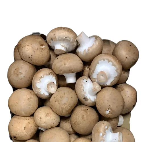 Organic Button Mushroom