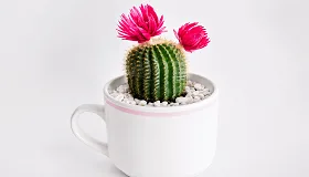 Moon Cactus