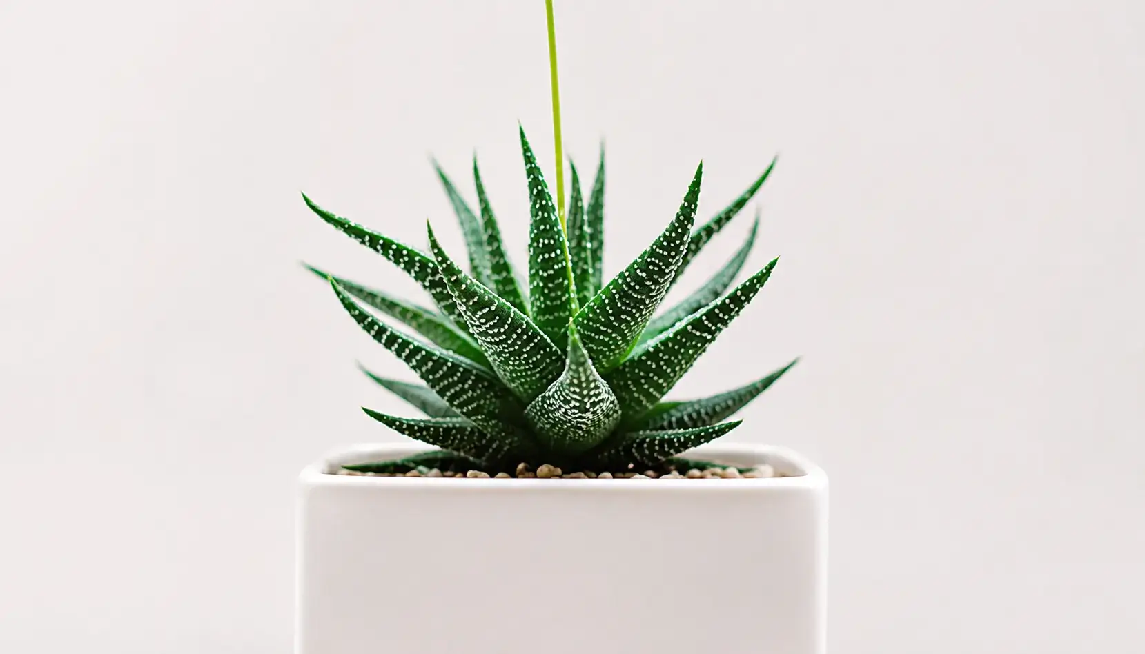 Hybrid Aloes Plant
