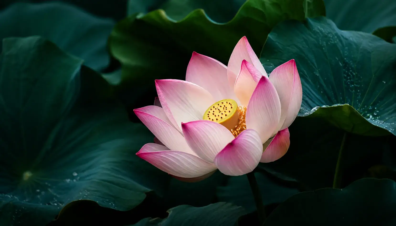 Lotus Plant