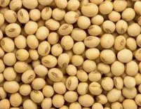 Soyabean