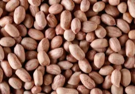 Groundnut