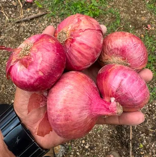 Onion