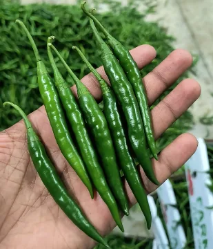 Green Chilli